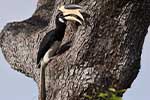 Wilpattu National Park 210th to 13th May 2025