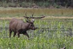 10th March 2018 Notes on Field Trips Wilpattu National Park