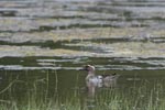 10th March 2018 Notes on Field Trips Wilpattu National Park