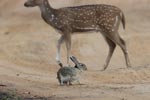 Wilpattu National ParkPark 11th to 12th November 2019