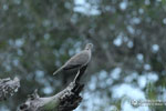 Notes on Field Trips Wilpattu National Park