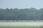 Notes on Field Trips Wilpattu National Park