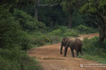 Notes on Field Trips Wilpattu National Park