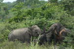 Notes on Field Trips Wilpattu National Park