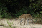 Notes on Field Trips Wilpattu National Park