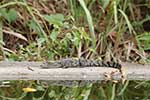 Wilpattu National Park 11th to 17th August 2025