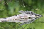 Wilpattu National Park 11th to 17th August 2025