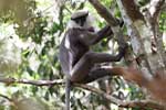 Wilpattu National Park 11th to 17th August 2025