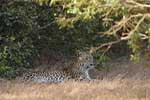 Wilpattu National Park 11th to 17th August 2025