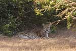 Wilpattu National Park 11th to 17th August 2025