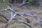 Wilpattu National Park 11th to 17th August 2025