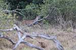 Wilpattu National Park 211th to 17th August 2025