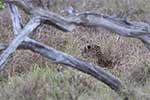 Wilpattu National Park 211th to 17th August 2025