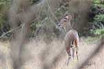Wilpattu National Park 211th to 17th August 2025
