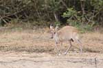 Wilpattu National Park 211th to 17th August 2025