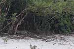 Wilpattu National Park 211th to 17th August 2025