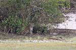 Wilpattu National Park 211th to 17th August 2025