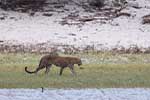 Wilpattu National Park 211th to 17th August 2025