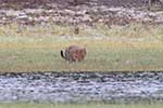 Wilpattu National Park 211th to 17th August 2025