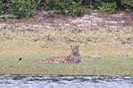 Wilpattu National Park 211th to 17th August 2025