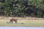 Wilpattu National Park 211th to 17th August 2025