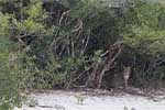 Wilpattu National Park 211th to 17th August 2025