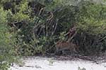 Wilpattu National Park 211th to 17th August 2025