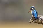 Wilpattu National Park 211th to 17th August 2025