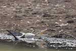 Wilpattu National Park 211th to 17th August 2025