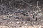Wilpattu National Park 211th to 17th August 2025