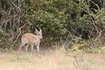 Wilpattu National Park 211th to 17th August 2025