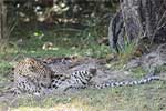 Wilpattu National Park 211th to 17th August 2025
