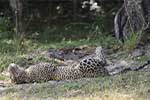 Wilpattu National Park 211th to 17th August 2025