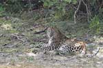 Wilpattu National Park 211th to 17th August 2025