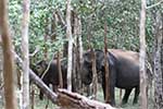 Wilpattu National Park 211th to 17th August 2025