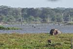 Wilpattu National Park 211th to 17th August 2025