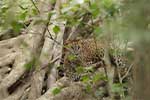 Wilpattu National Park 211th to 17th August 2025