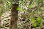 Wilpattu National Park 211th to 17th August 2025