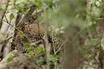 Wilpattu National Park 211th to 17th August 2025