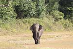 Wilpattu National Park 211th to 17th August 2025