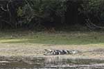 Wilpattu National Park 211th to 17th August 2025
