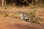 Wilpattu National Park 211th to 17th August 2025