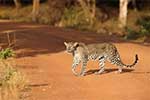 Wilpattu National Park 211th to 17th August 2025