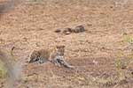 Wilpattu National Park 211th to 17th August 2025