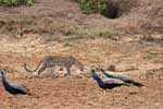 Wilpattu National Park 211th to 17th August 2025