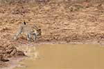 Wilpattu National Park 211th to 17th August 2025
