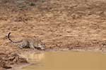 Wilpattu National Park 211th to 17th August 2025