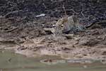 Wilpattu National Park 211th to 17th August 2025
