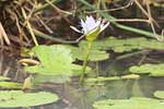 Wilpattu National Park 211th to 17th August 2025