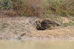 Wilpattu National Park 211th to 17th August 2025